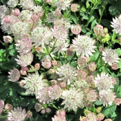 Astrantia - Star Of Royals
