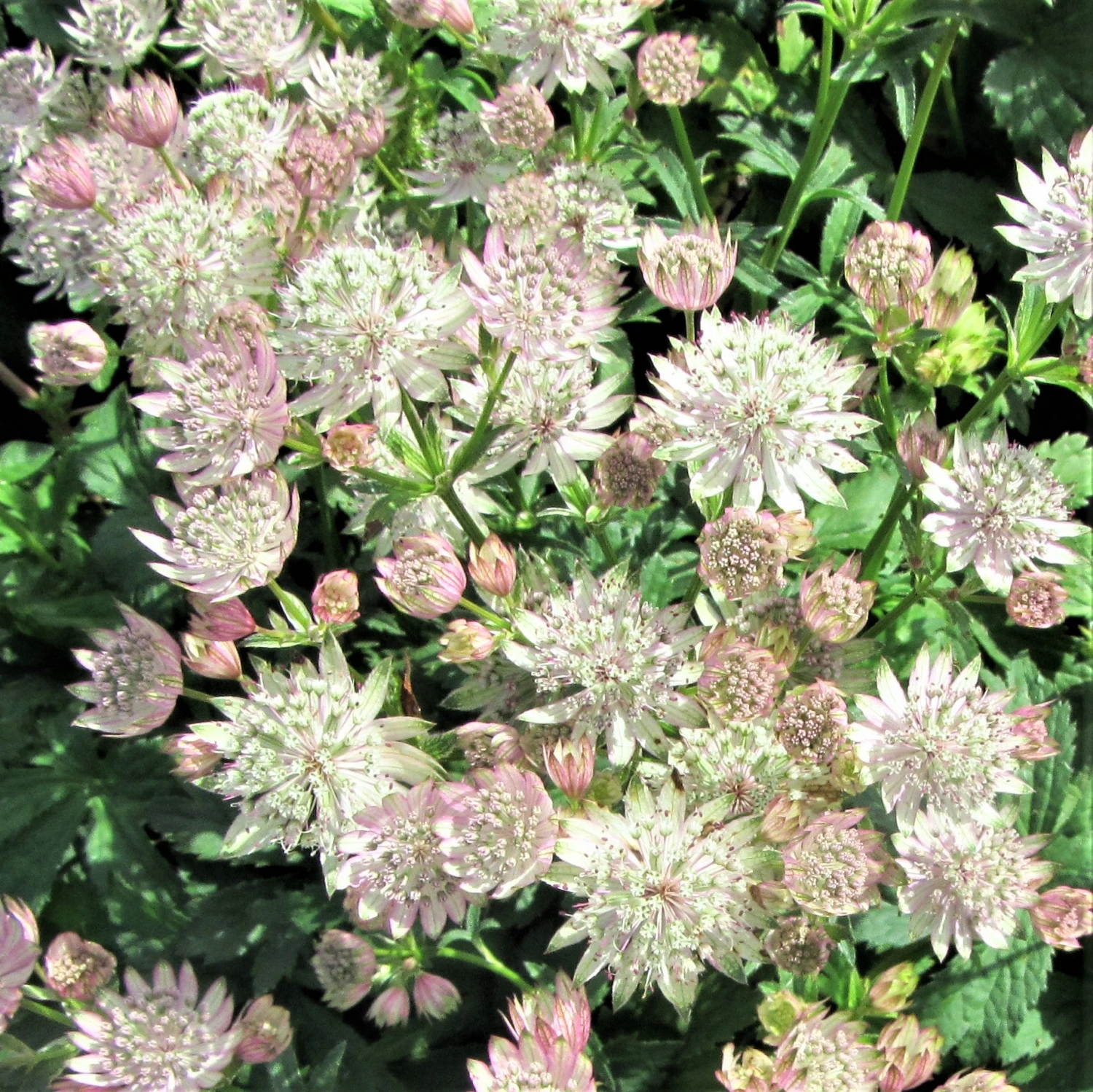 Astrantia - Star Of Royals