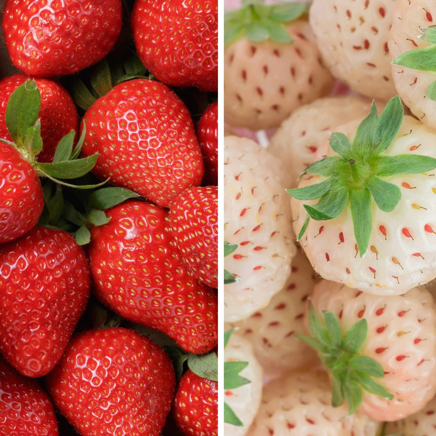 Strawberry - Festival Collection