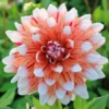 Dahlia - Striped Duet