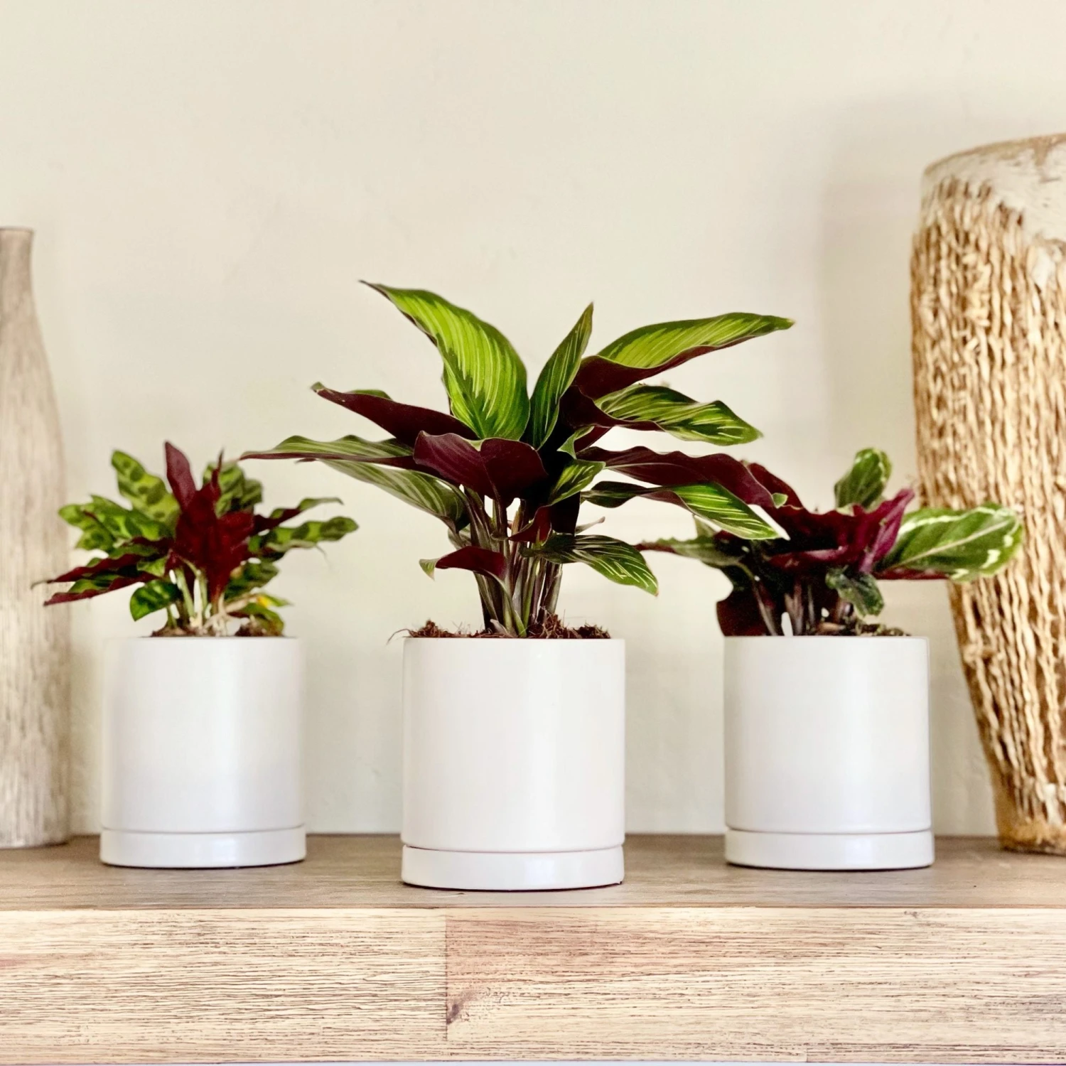 Striped & Spotted Houseplant Collection