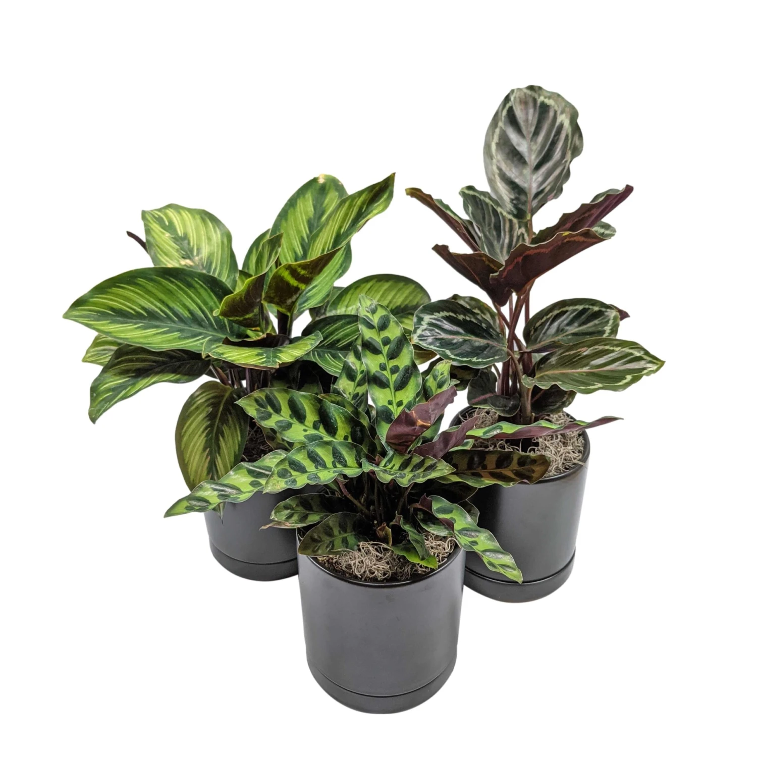 Striped & Spotted Houseplant Collection - Image 3