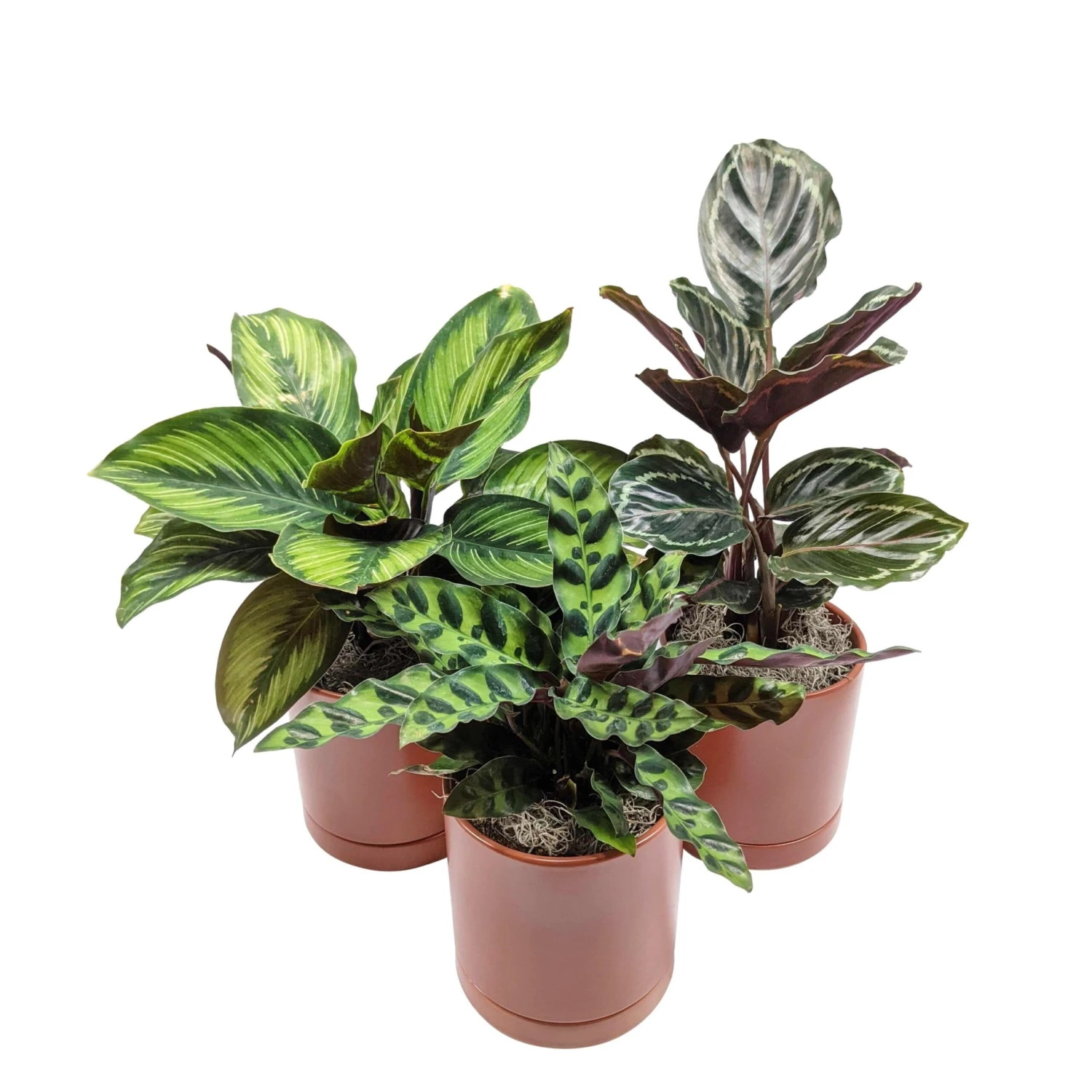Striped & Spotted Houseplant Collection - Image 5