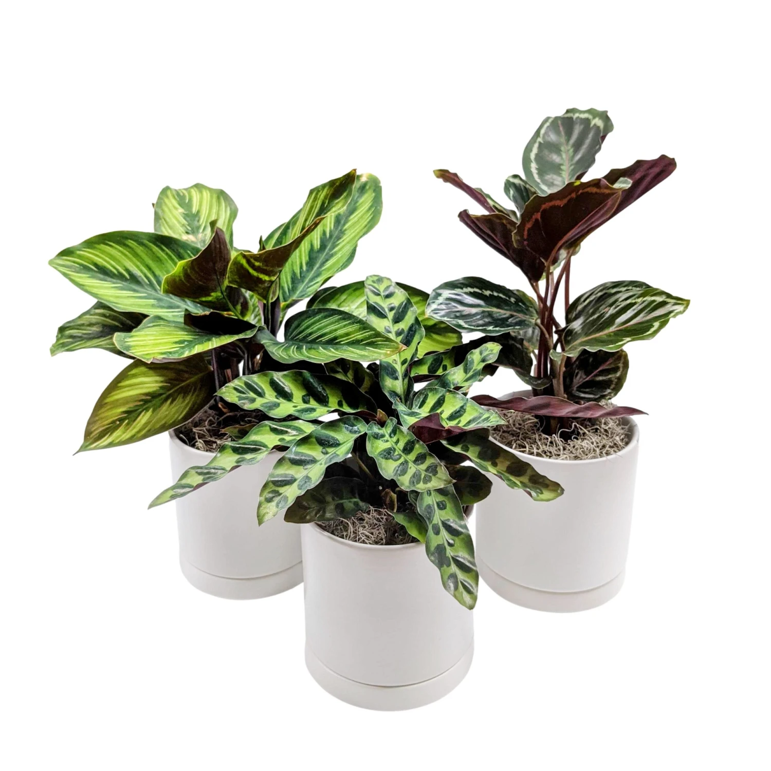 Striped & Spotted Houseplant Collection - Image 2