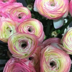Italian Ranunculus - Success Felicidade