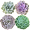 Succulents - Medley Mix (4 Inch)