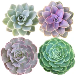 Succulents - Medley Mix (4 Inch)