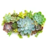 Succulents - Medley Mix (2 Inch)
