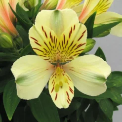 Alstroemeria - Inca Sundance 3 Pack