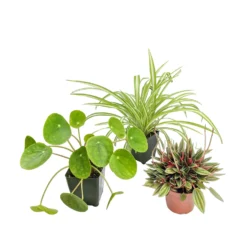 Tabletop Houseplant Collection