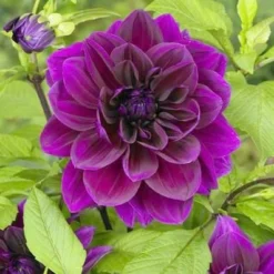 Dahlia - Thomas Edison