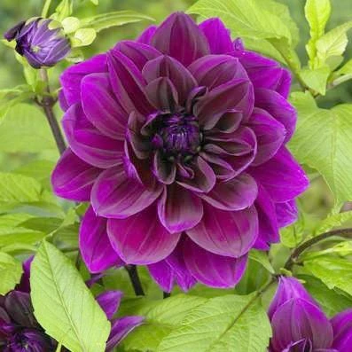 Dahlia - Thomas Edison