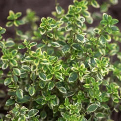 Thyme - Lemon Variegated 2 Pack