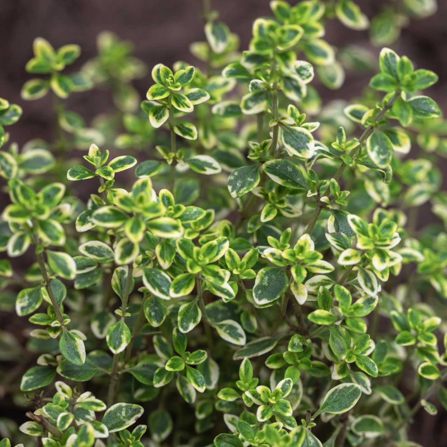 Thyme - Lemon Variegated 2 Pack