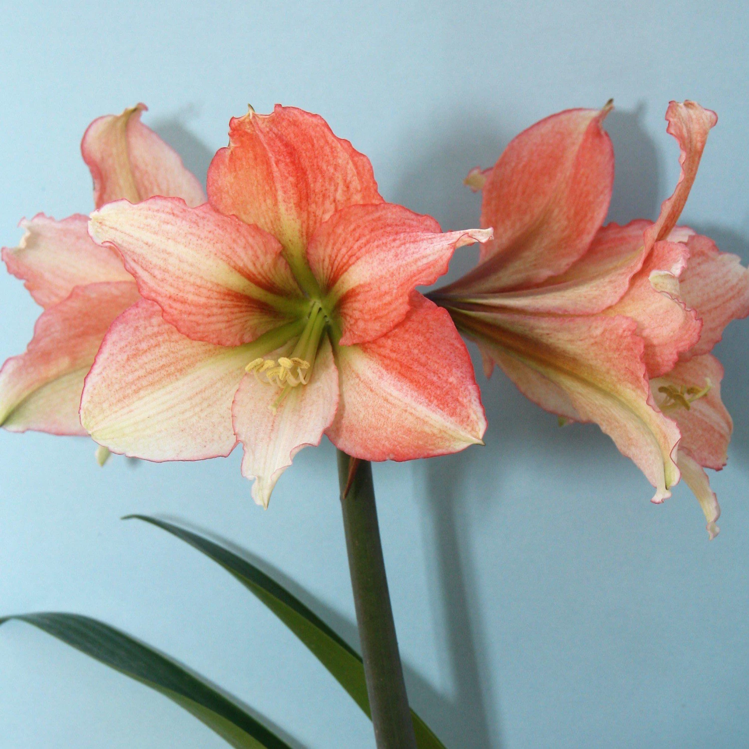 Amaryllis - Tinkerbell - Image 2