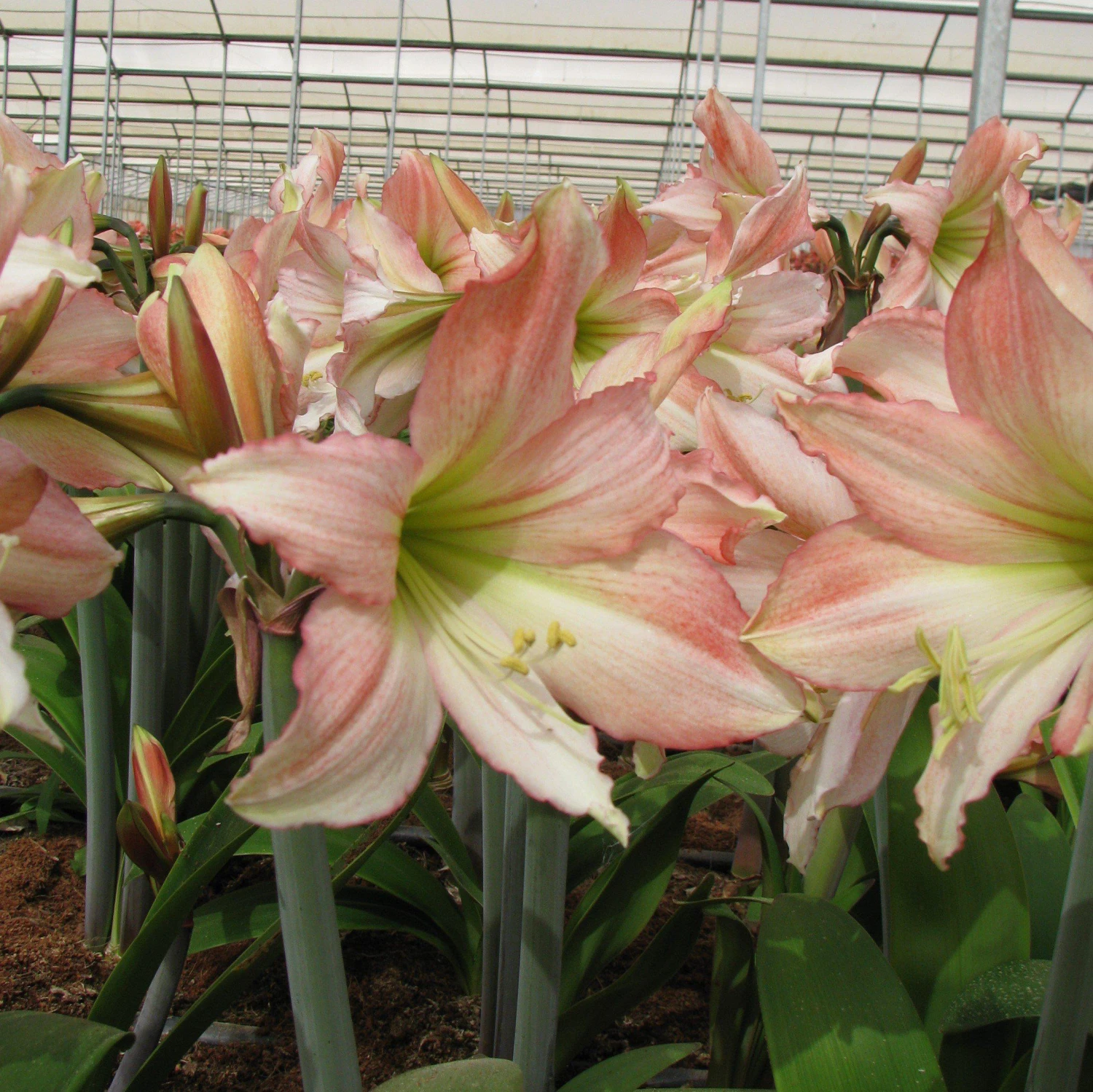 Amaryllis - Tinkerbell - Image 3