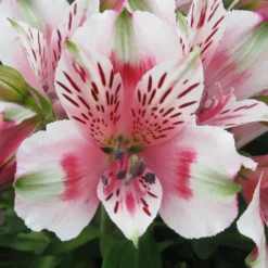 Alstroemeria - Inca Toto 3 Pack