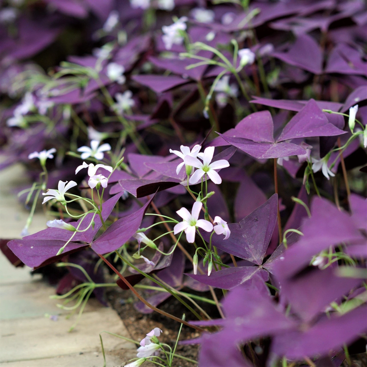 Oxalis - Triangularis Purple Shamrocks - Image 3