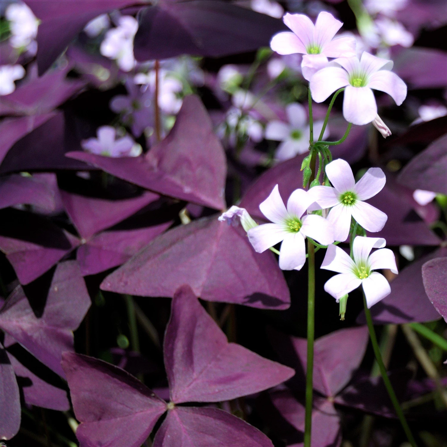 Oxalis - Triangularis Purple Shamrocks - Image 2