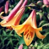 Lilium - Trumpet Lily African Queen