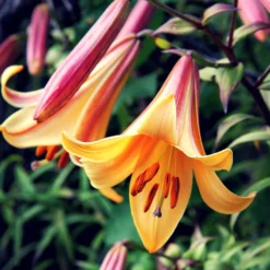 Lilium - Trumpet Lily African Queen