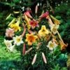 Lilium - Trumpet Lily Big Band Collection