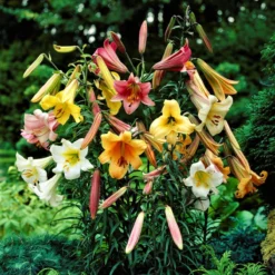 Lilium - Trumpet Lily Big Band Collection