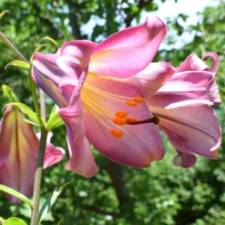 Lilium - Trumpet Lily Pink Perfection