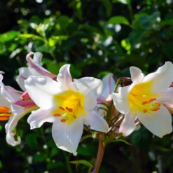Lilium - Trumpet Lily Regale