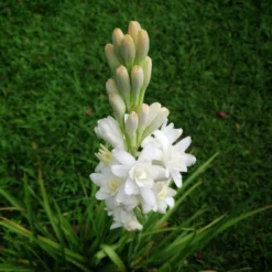 Tuberose - White Double Form