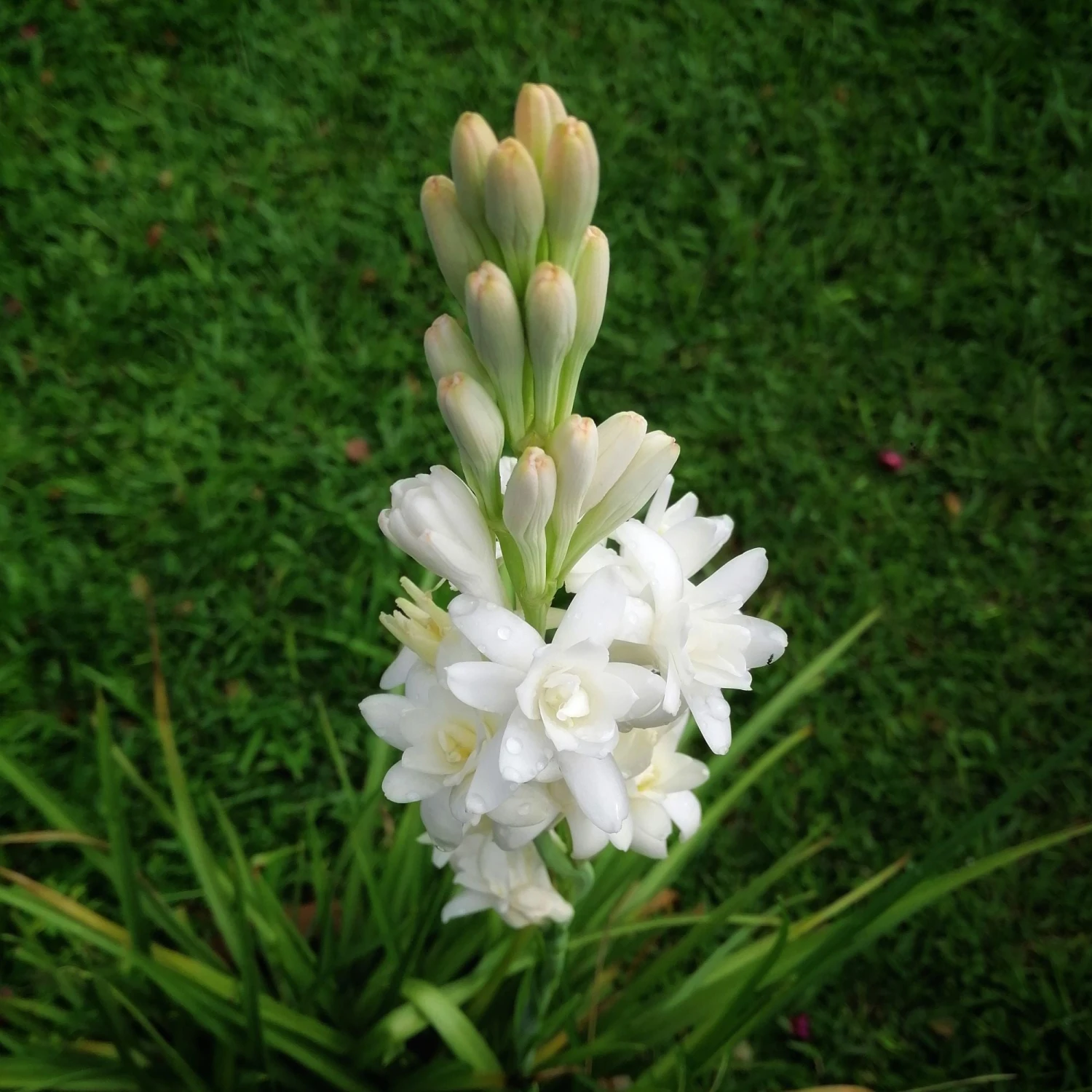 Tuberose - White Double Form