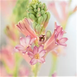 Tuberose - Cinderella