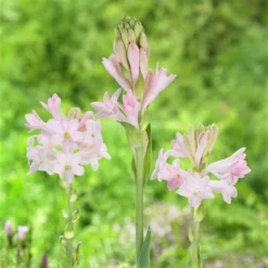 Tuberose - Sensation