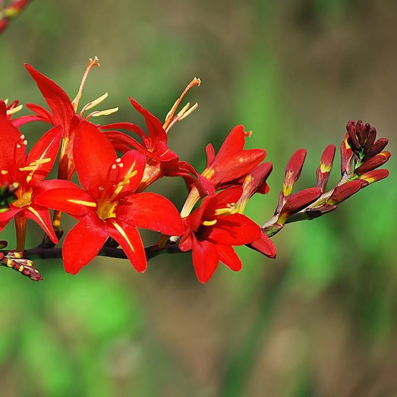 Crocosmia - Vera Cruz - Image 2