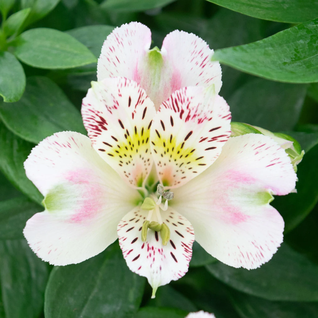 Alstroemeria - Inca Vienna 3 Pack