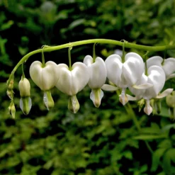 Dicentra - Bleeding Hearts White