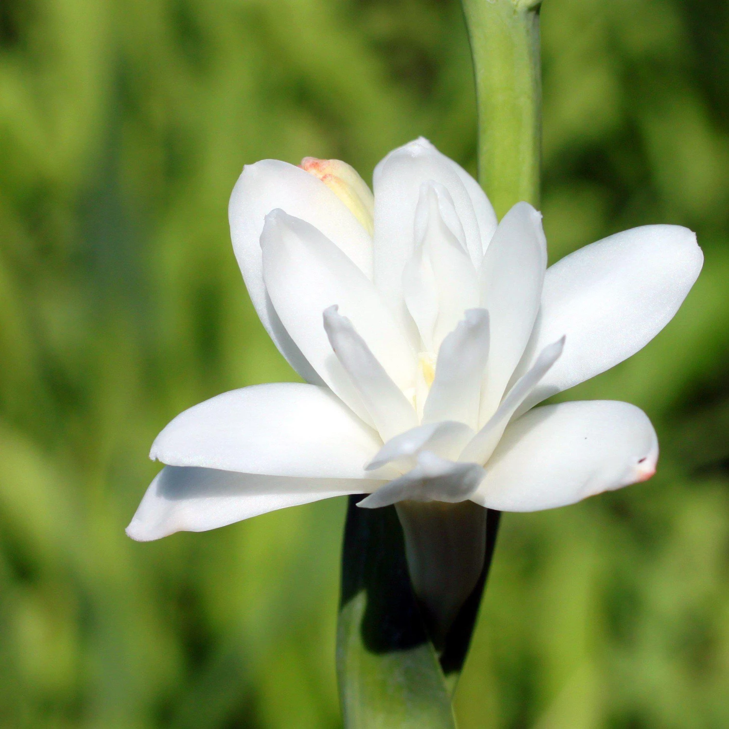 Tuberose - White Double Form - Image 3