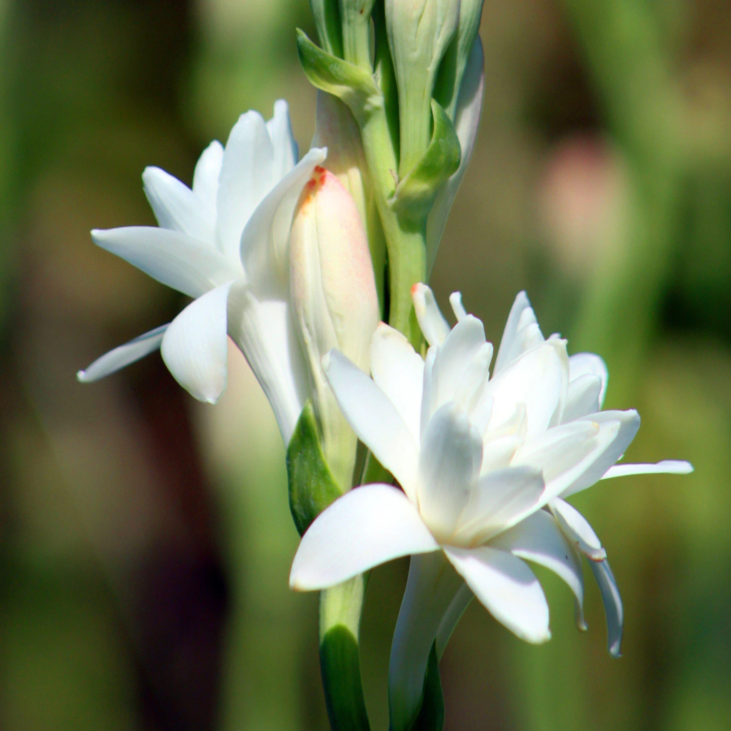 Tuberose - White Double Form - Image 2
