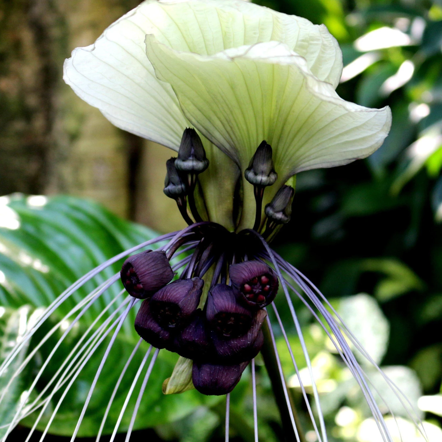 Tacca - Integrifolia White Bat Plant - Image 2