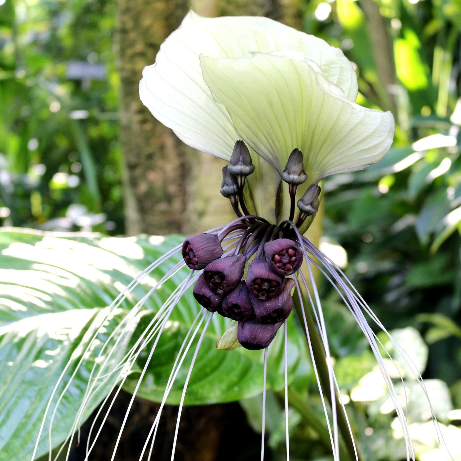 Tacca - Integrifolia White Bat Plant