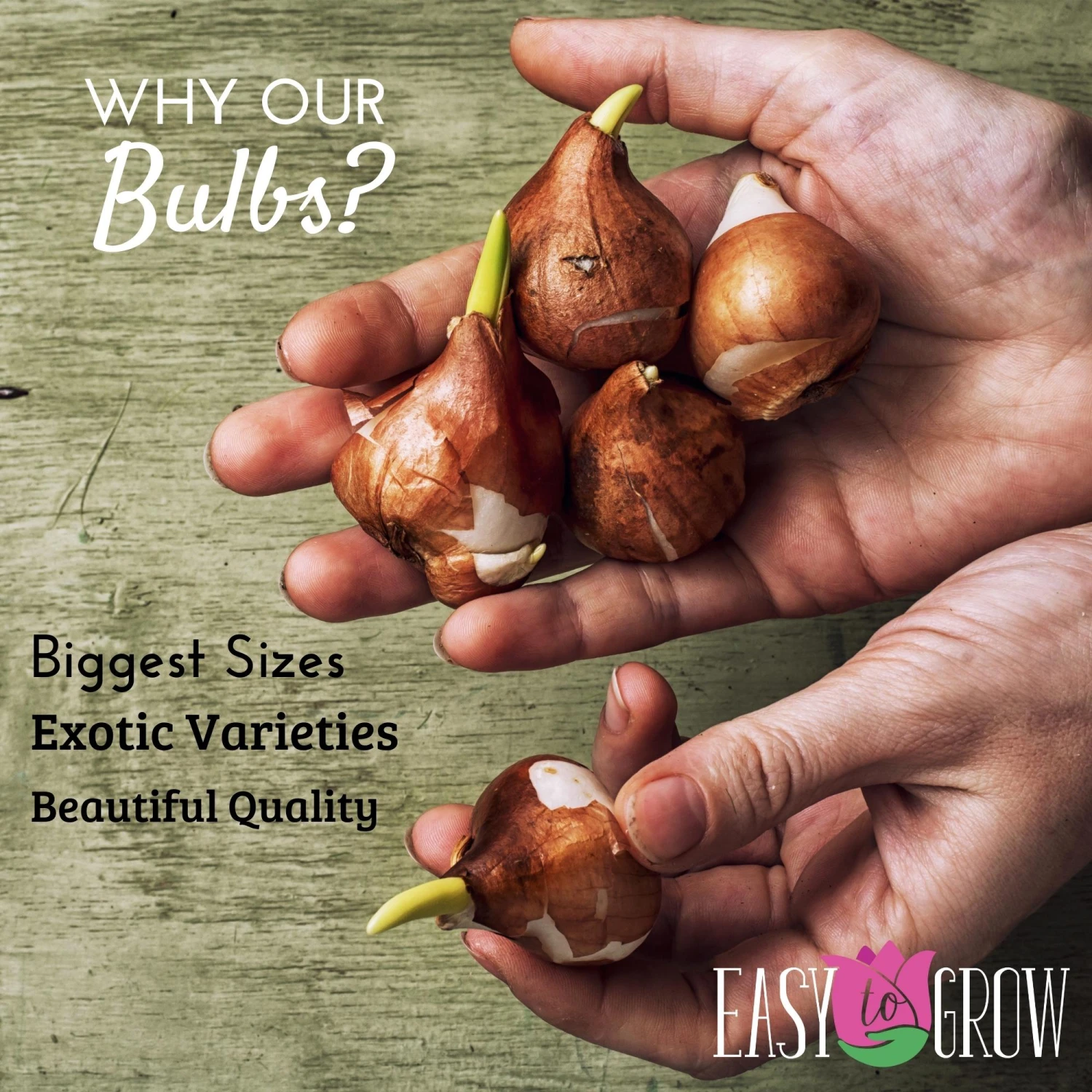 Flower Bulb Adventure Pack 300+ Bulbs - Image 4