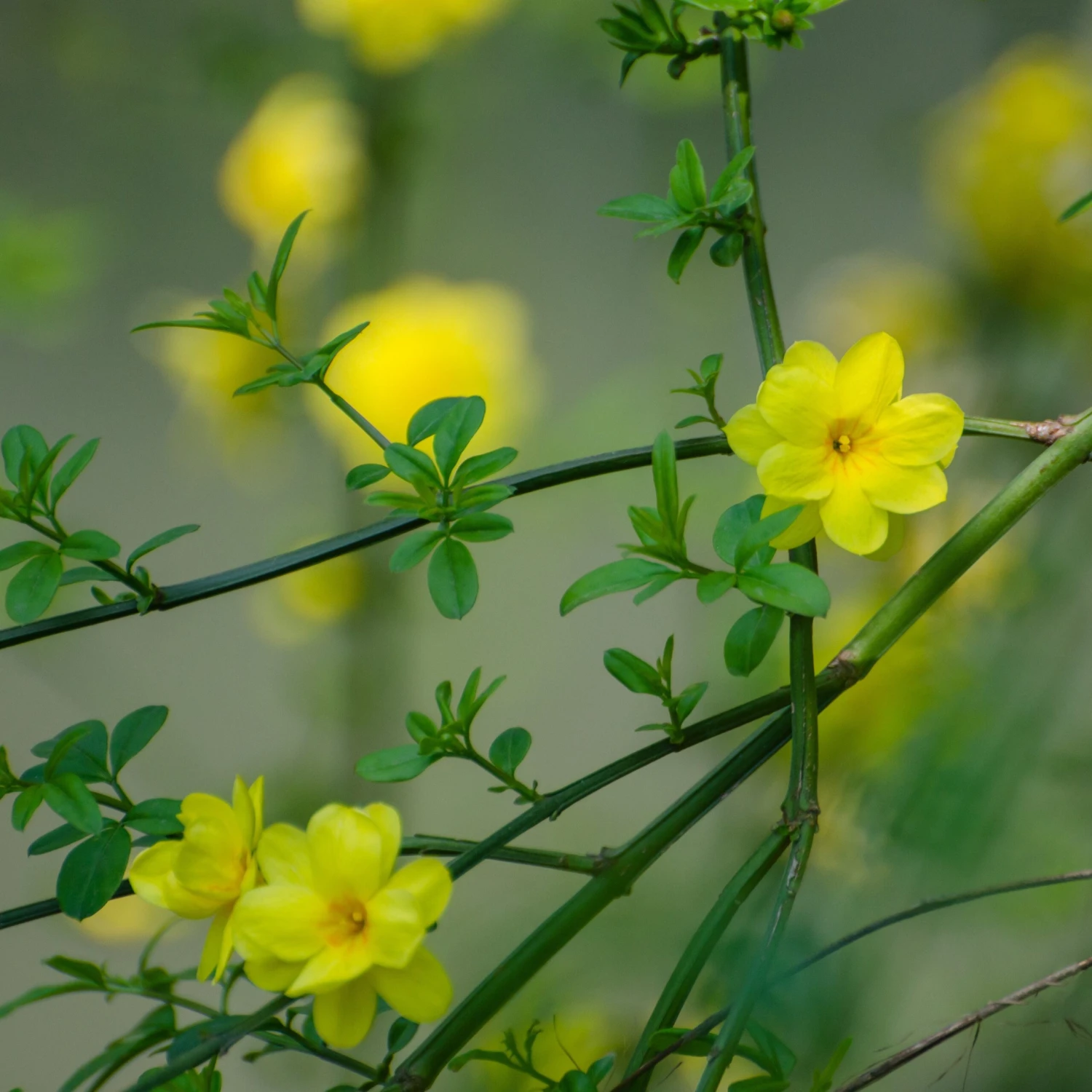 Jasmine - Winter Yellow - Image 2