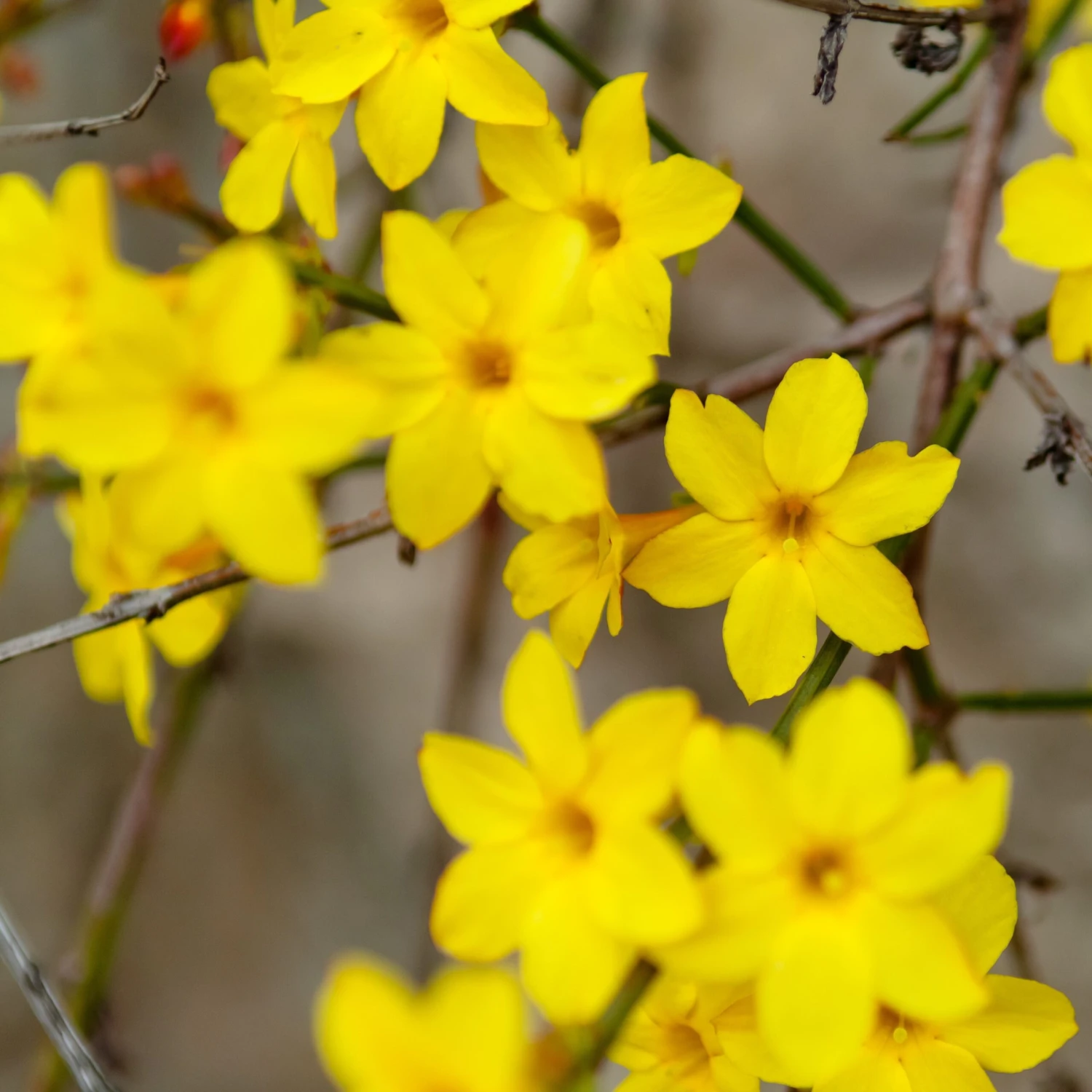 Jasmine - Winter Yellow - Image 3