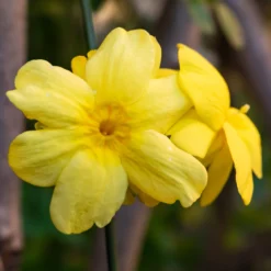 Jasmine - Winter Yellow