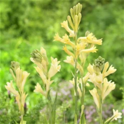 Tuberose - Yellow Baby