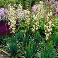 Yucca - Ivory Tower 2 Pack