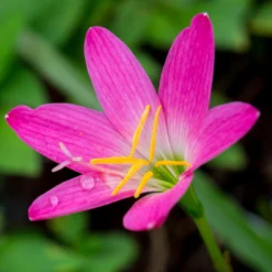 Rain Lily - Rosea Rose