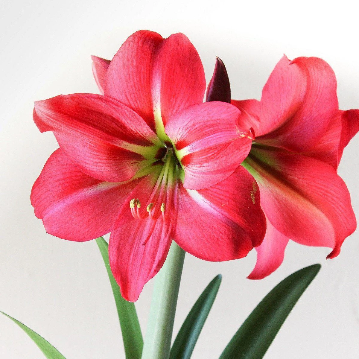 Amaryllis - Pink Flush - Image 2