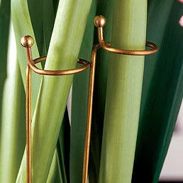 Amaryllis - Support Stakes Trio - Image 4