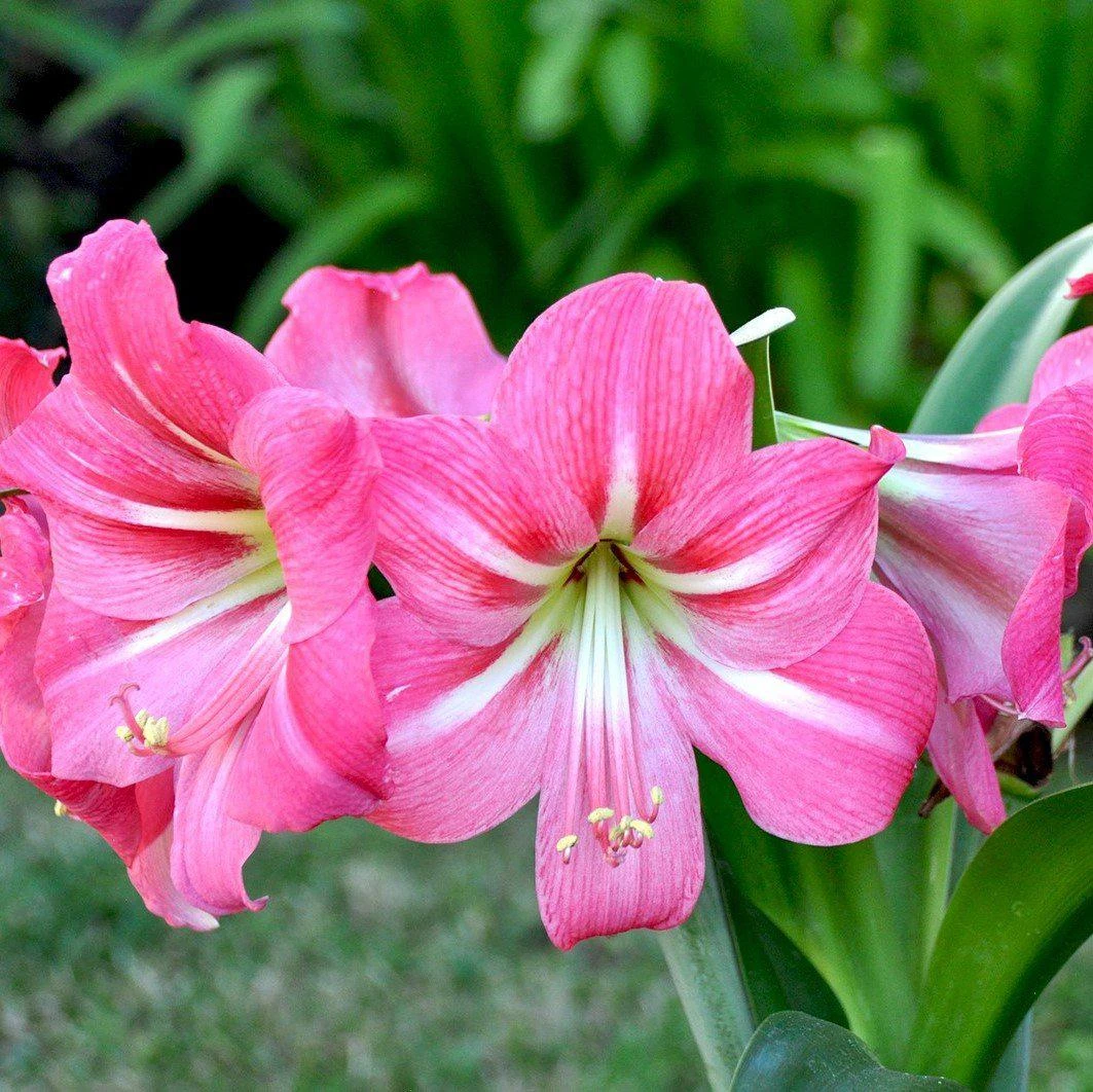 Amaryllis - Pink Flush